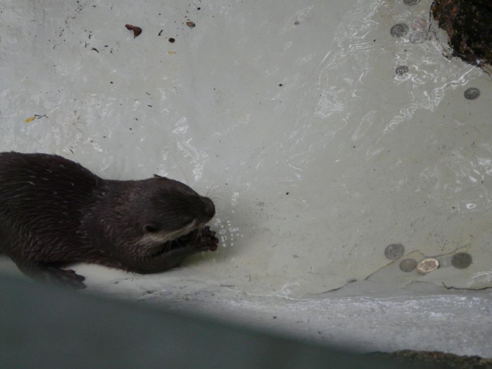 Coins in otter pool