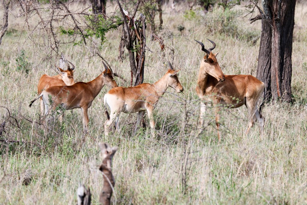 Cokes Hartebeest (aka Kongoni)
