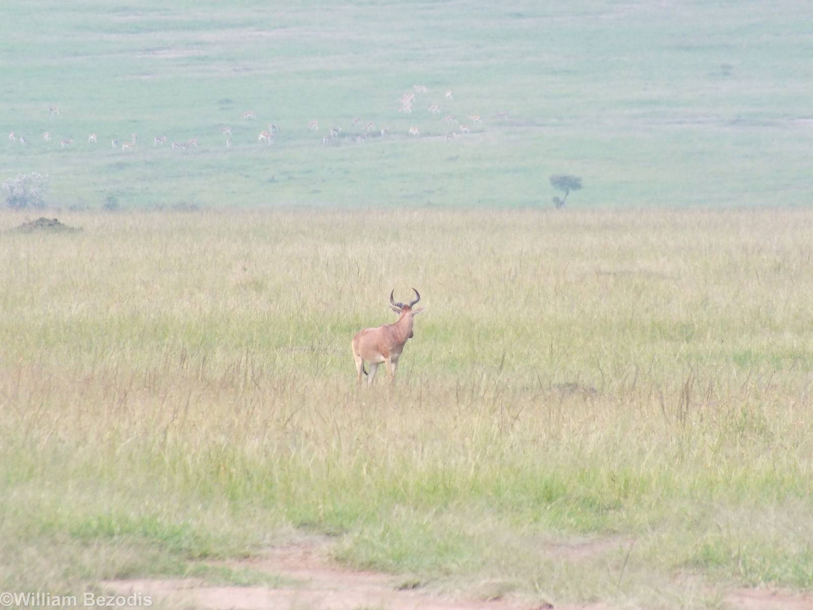 Coke's Hartebeest and Distant Thomson's Gazelles - Maasai Mara