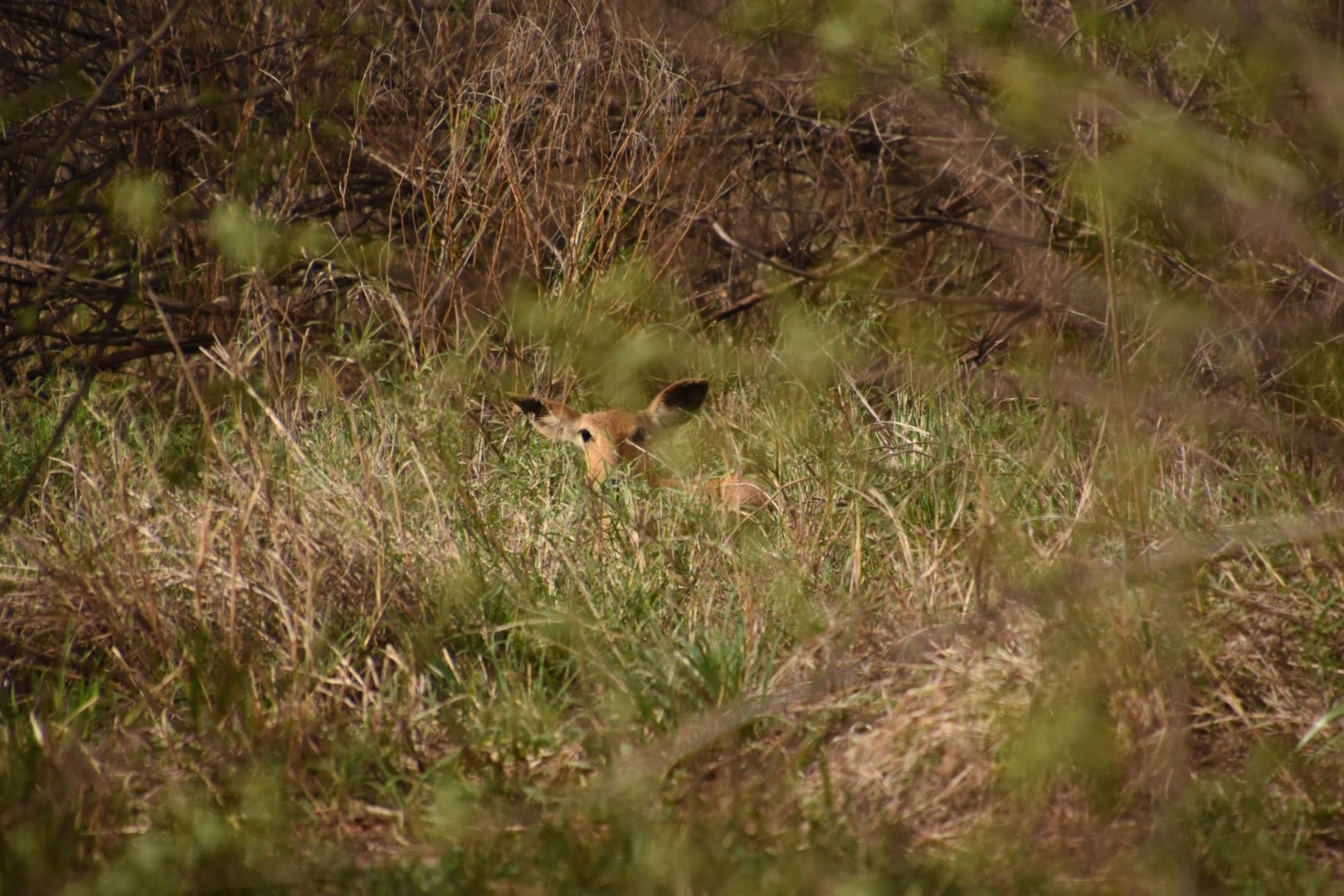 Coke's hartebeest fawn