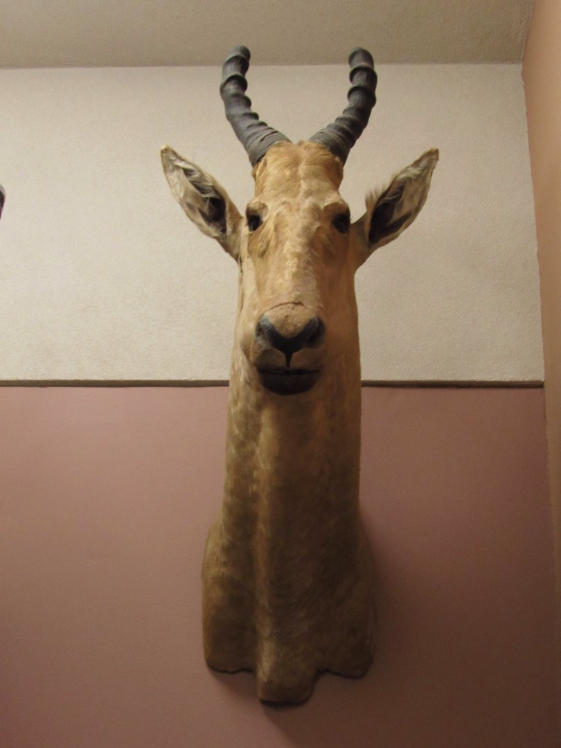 Coke's Hartebeest Front