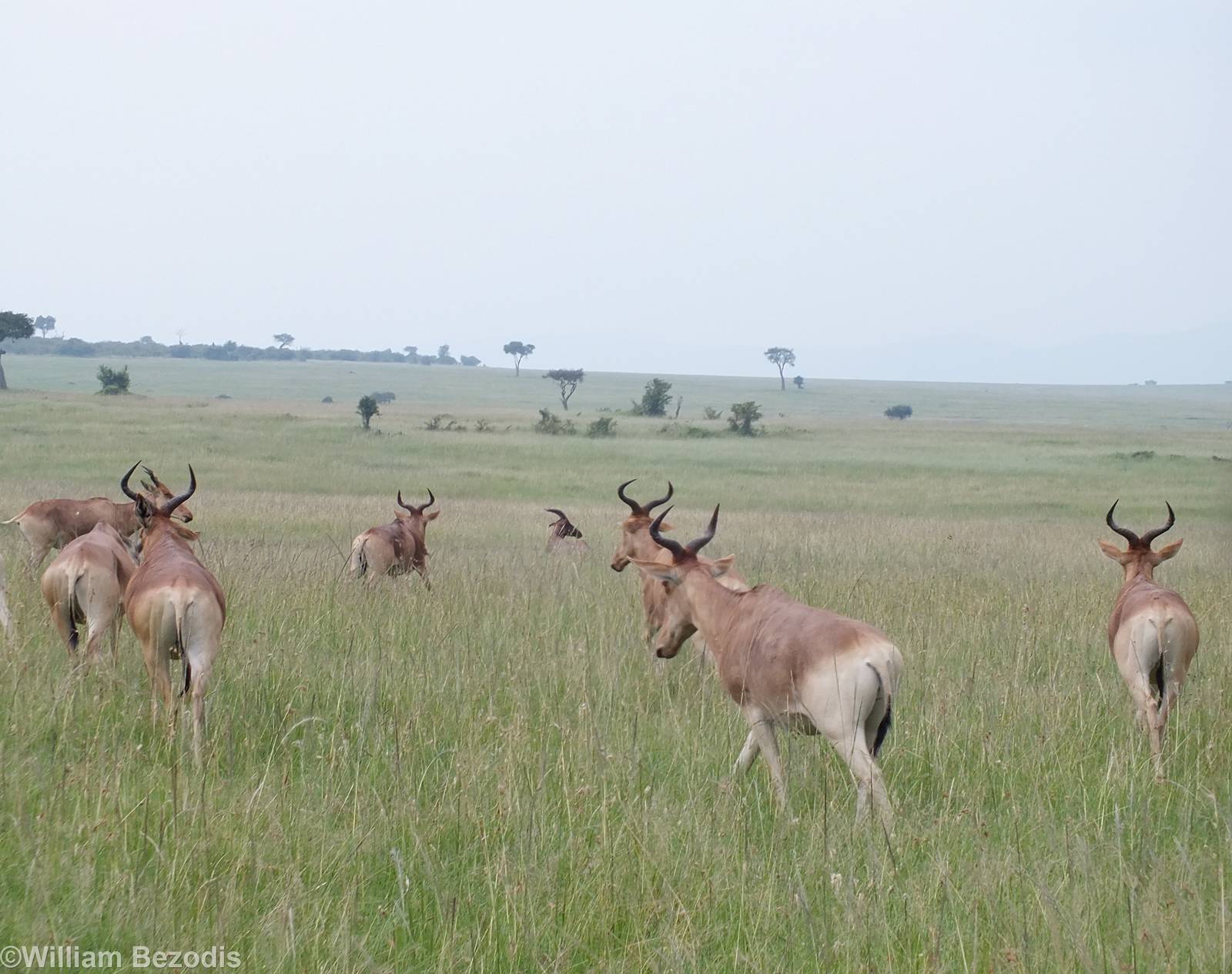 Coke's Hartebeest Herd - Maasai Mara