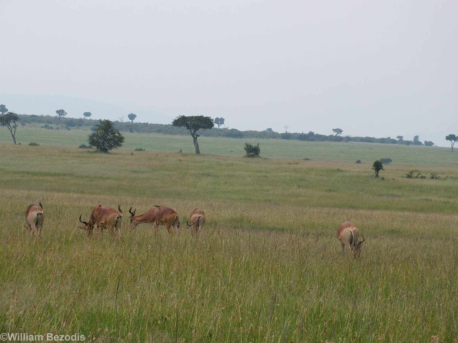 Coke's Hartebeest Herd - Maasai Mara