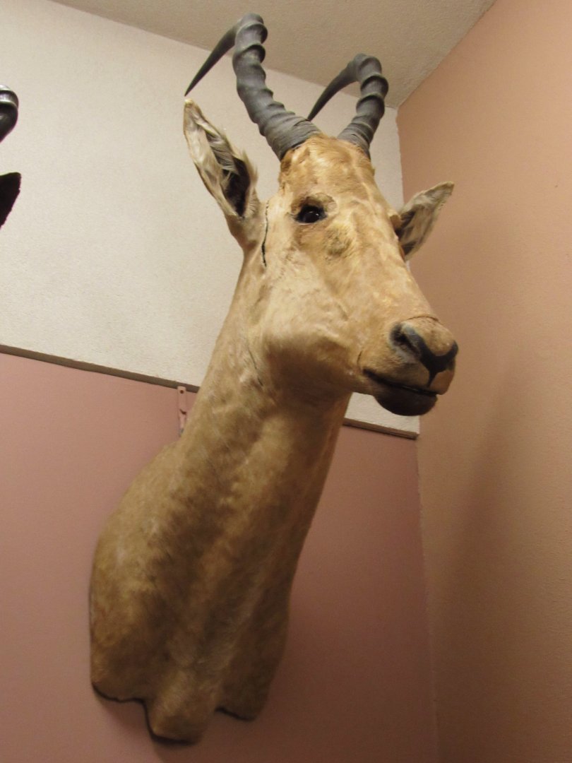 Coke's Hartebeest Side