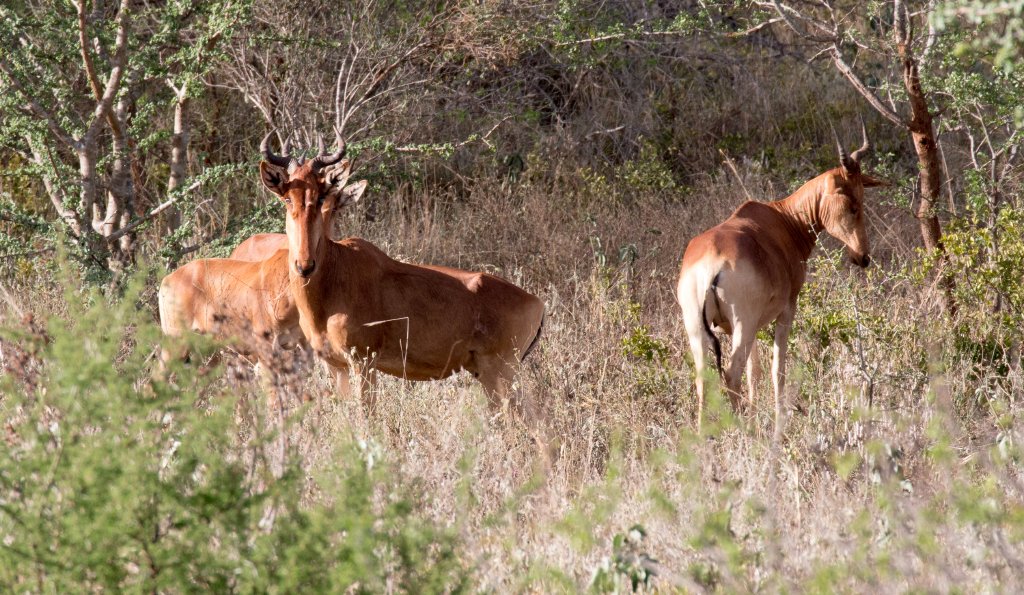 Cokes Hartebeest