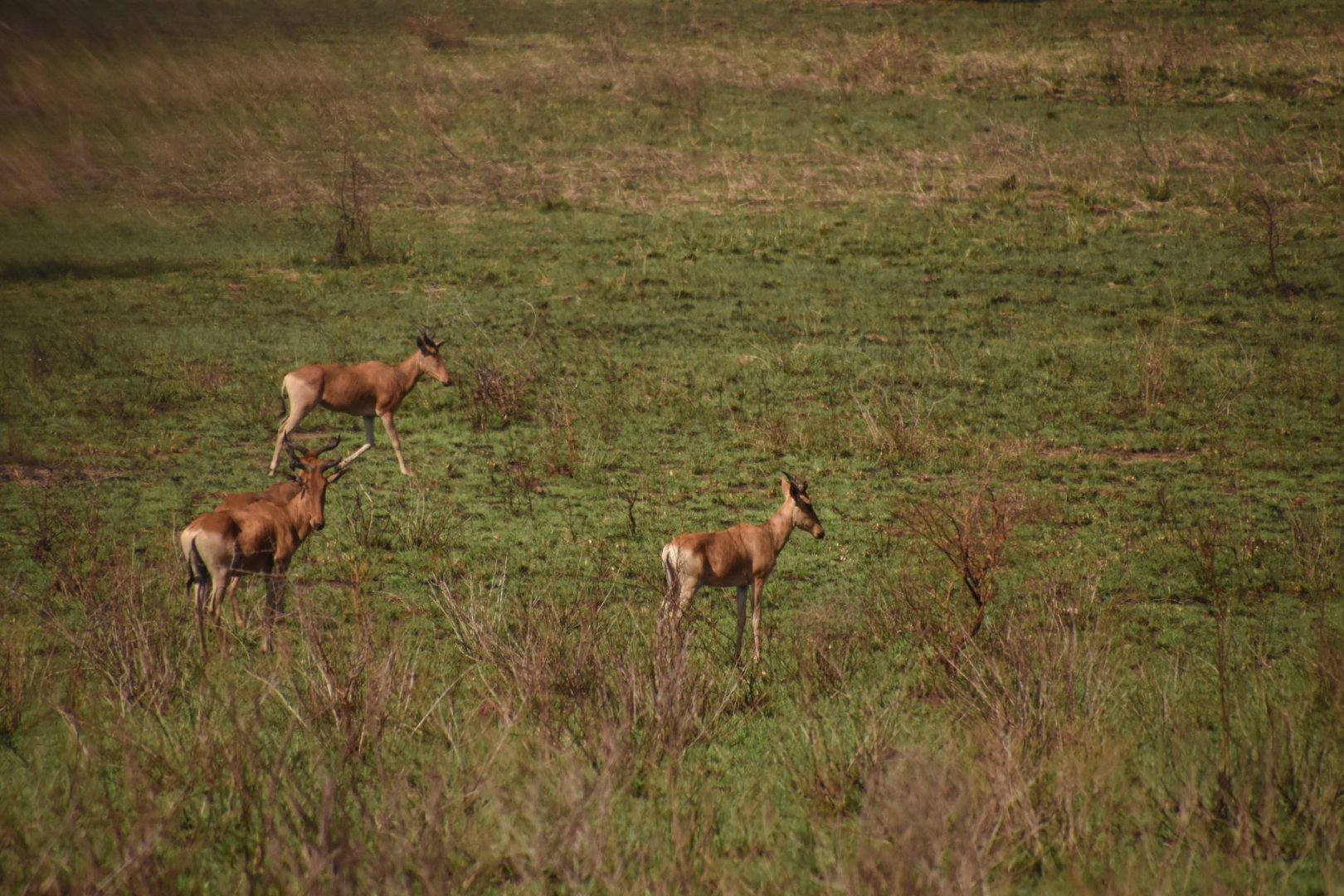 Coke's hartebeest