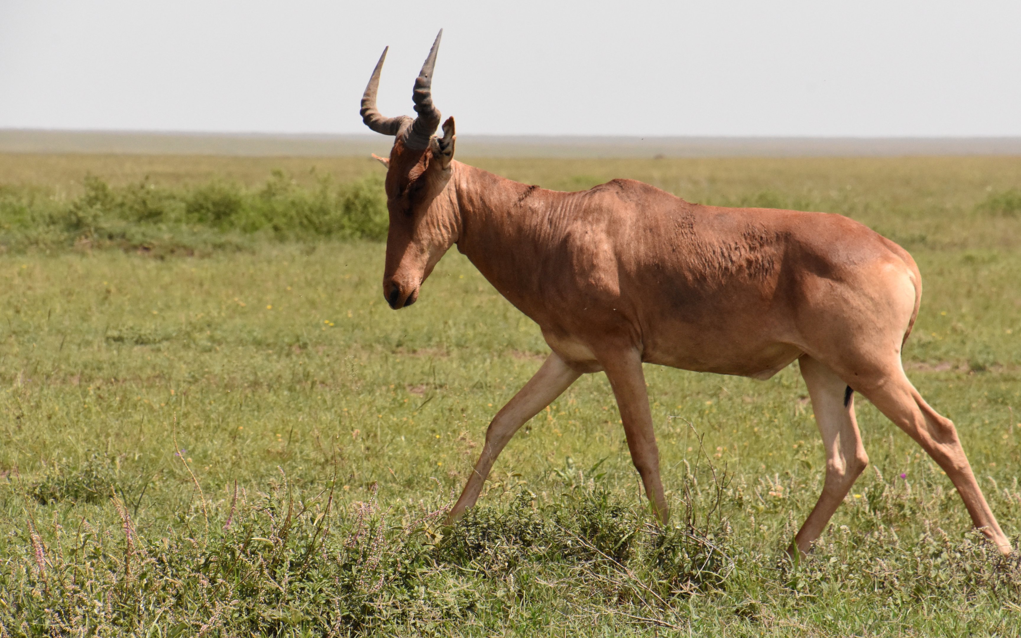 Cokes' hartebeest