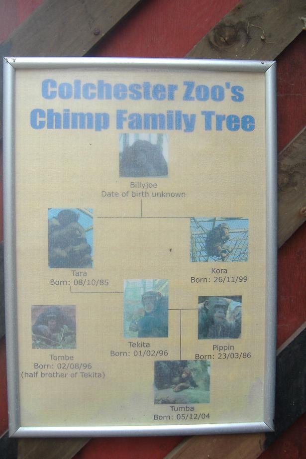 Colchester chimp family
