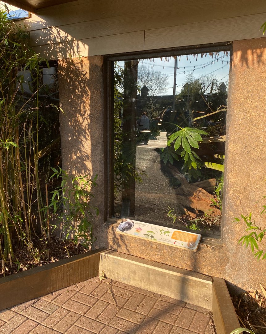 Colchester, Goeldi monkey new viewing window (outdoor)