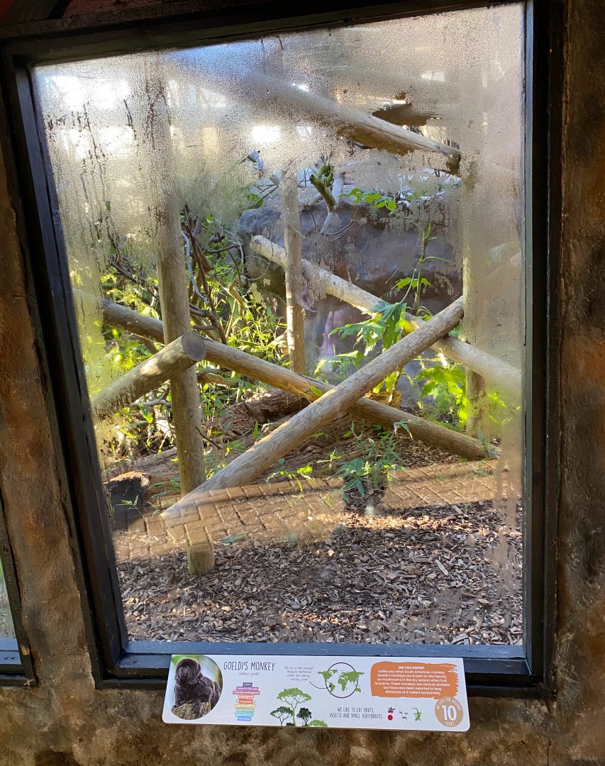 Colchester, Goeldi monkey, viewing window (indoor)
