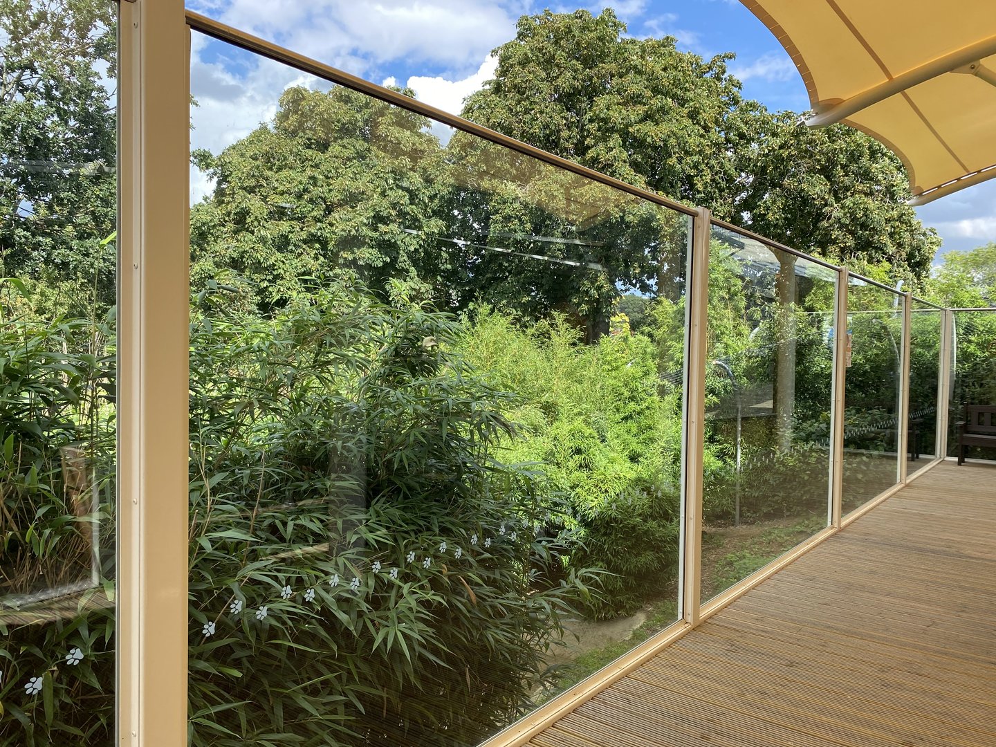 colchester new cheetah enclosure 2