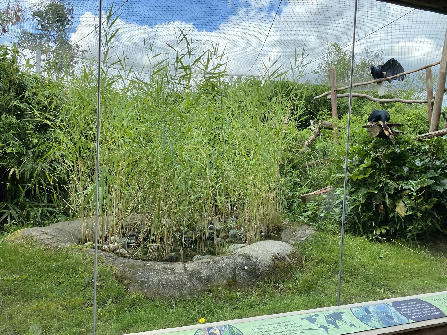 colchester wreathed hornbills