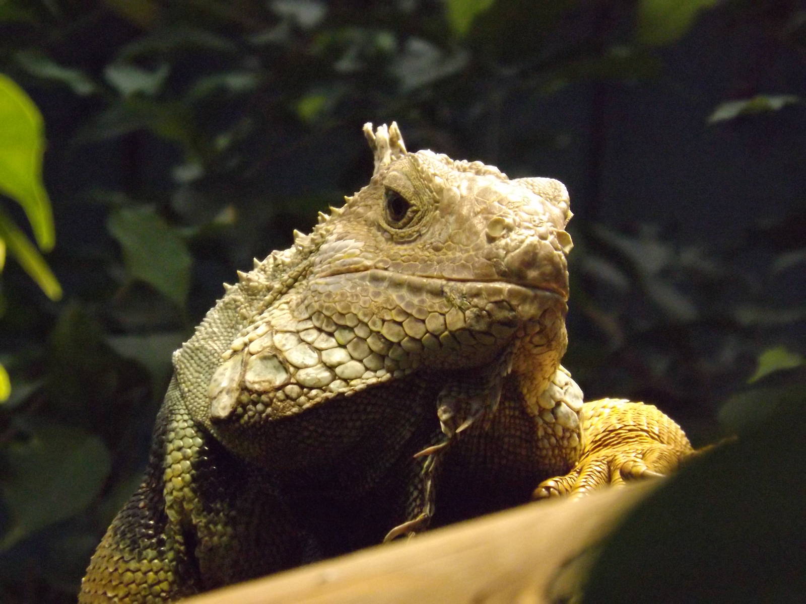 Colchester Zoo 04/01/13