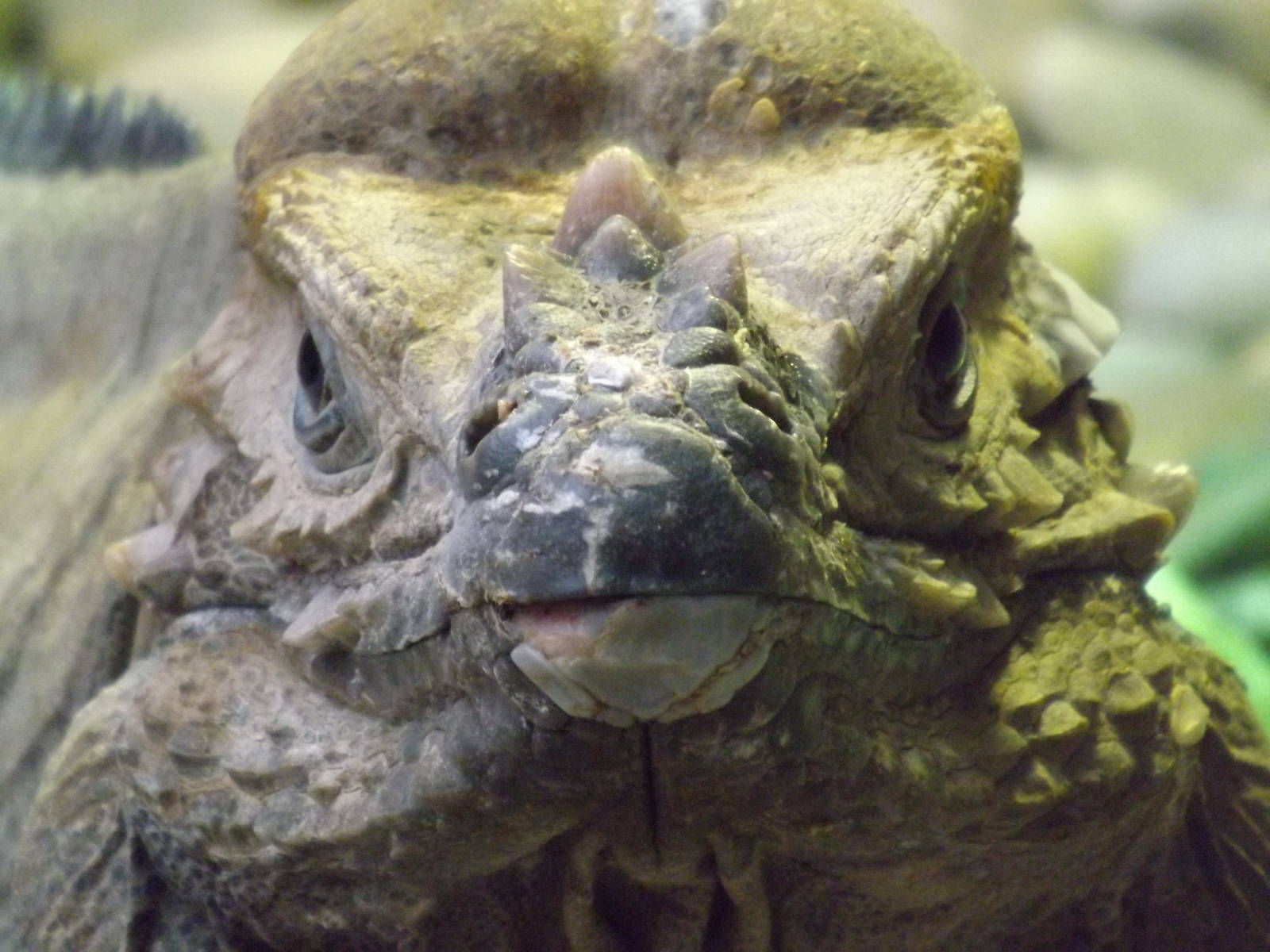 Colchester Zoo 04/01/13