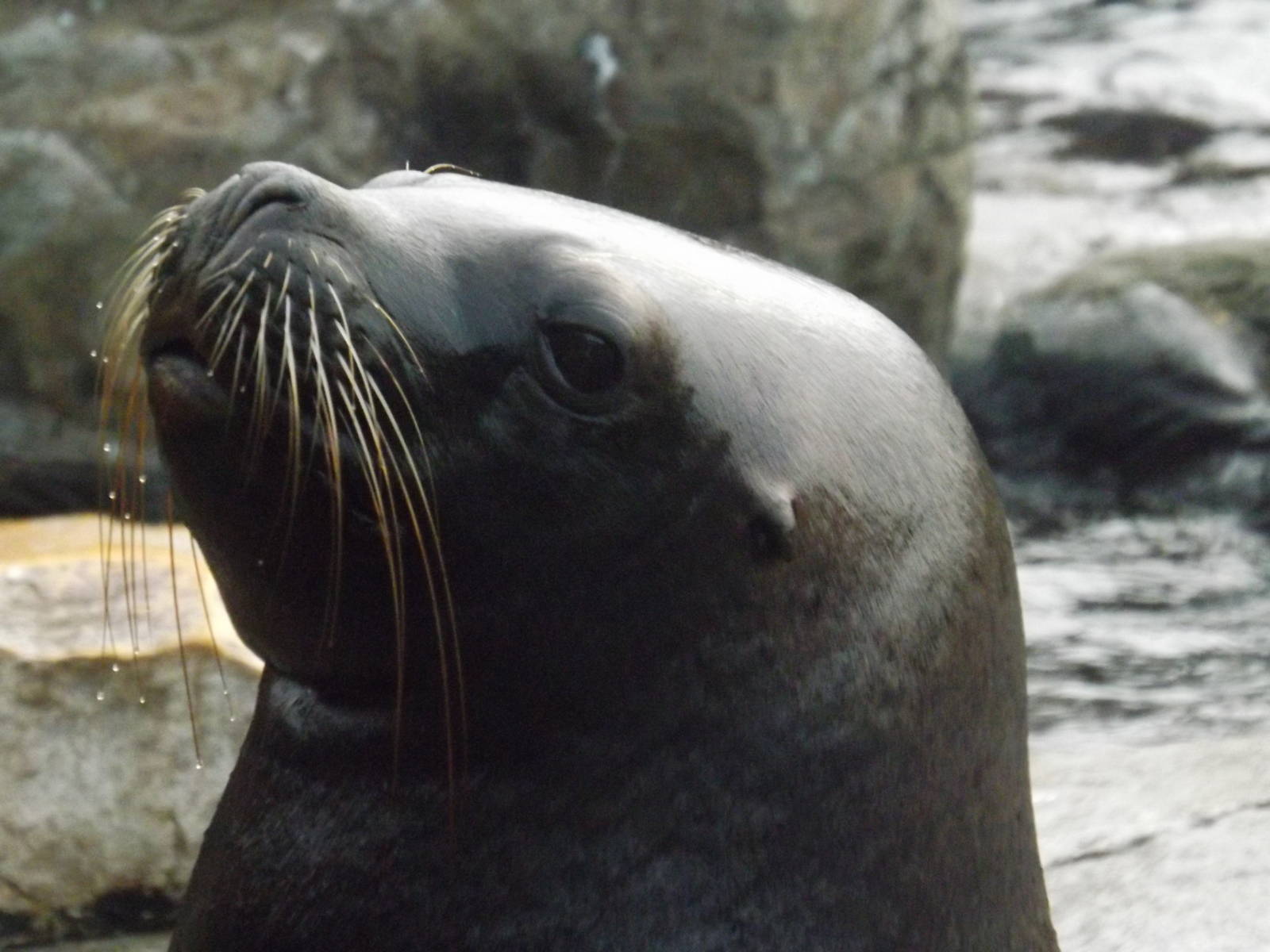 Colchester Zoo 04/01/13