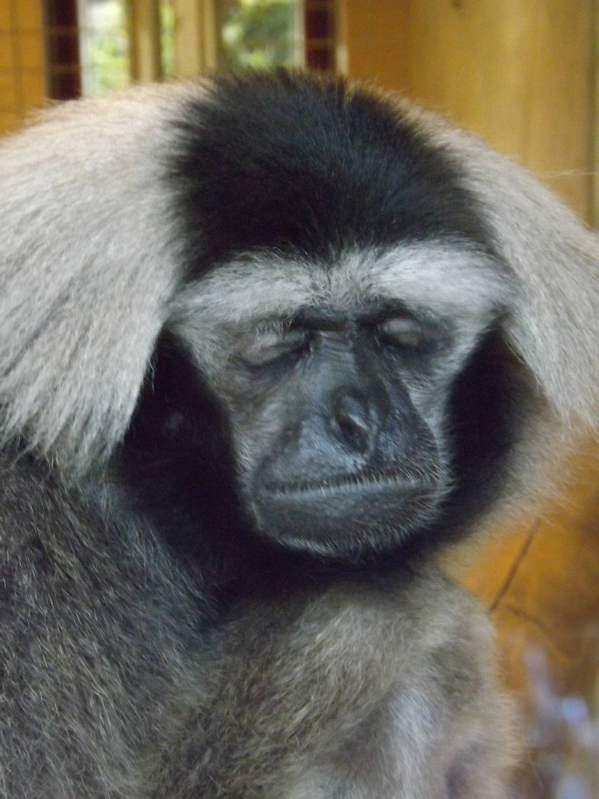 Colchester Zoo 04/01/13