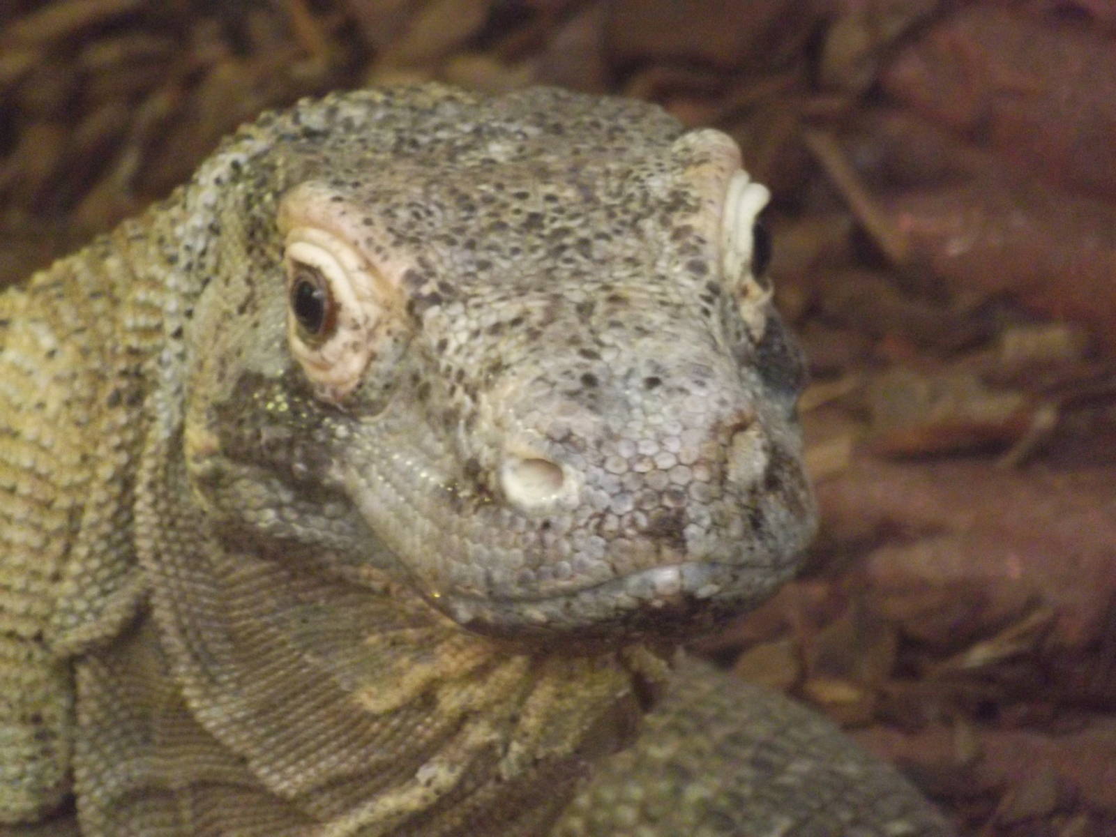 Colchester Zoo 04/01/13