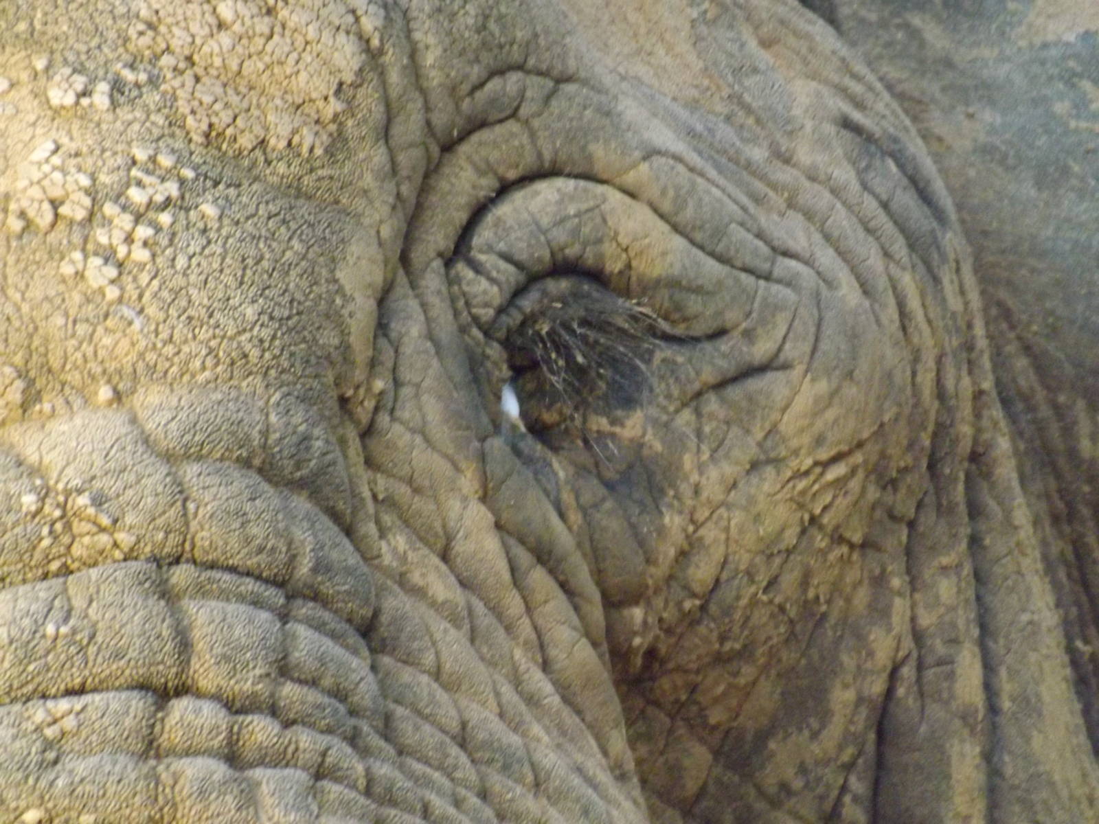 Colchester Zoo 04/01/13
