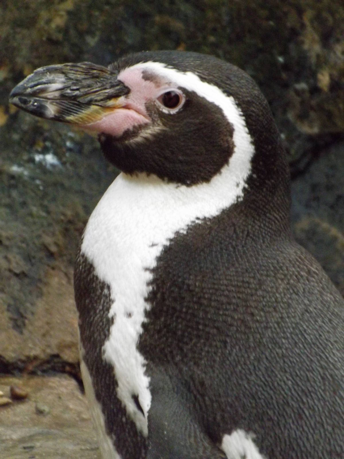 Colchester Zoo 04/01/13