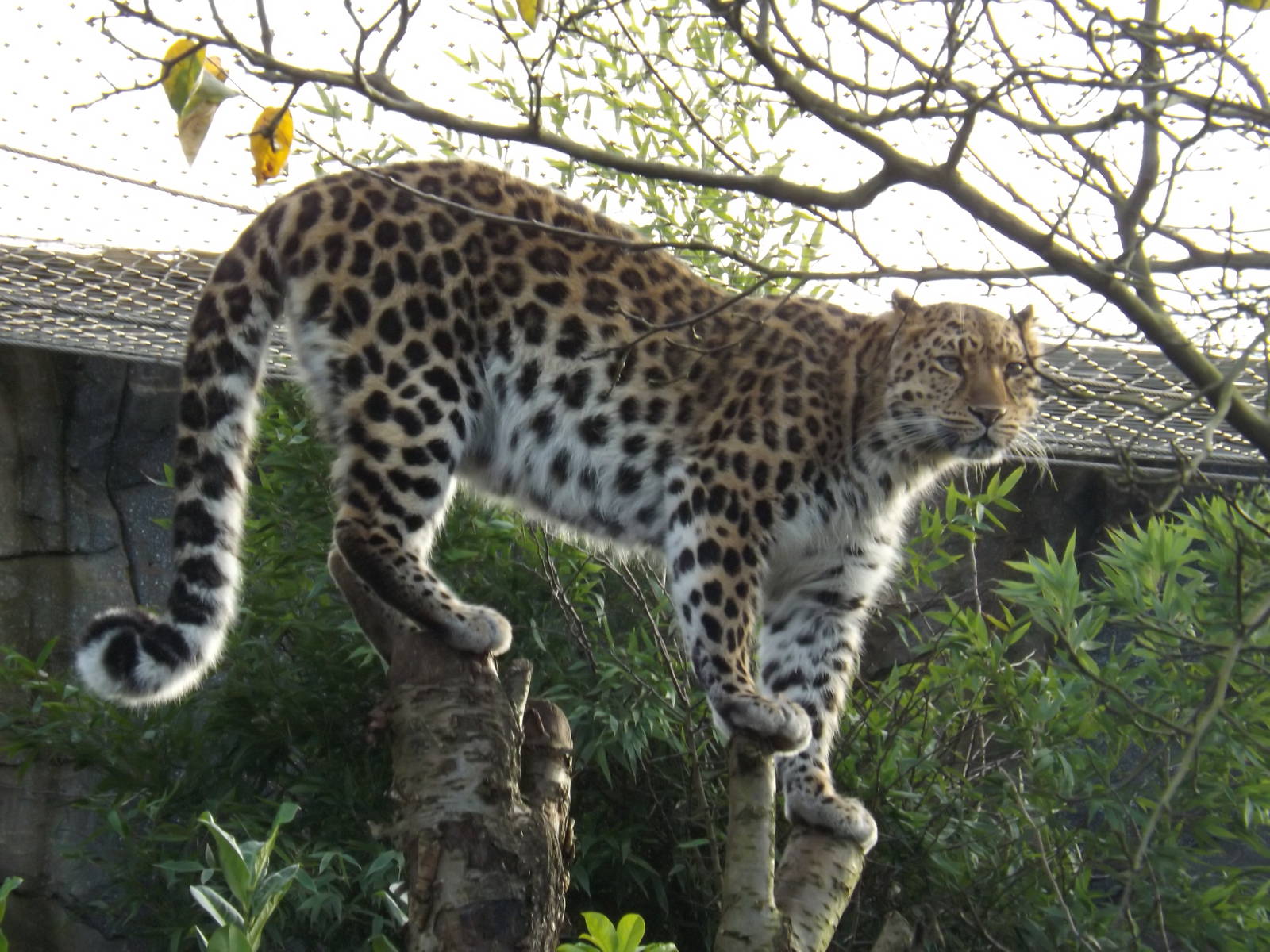 Colchester Zoo 04/01/13