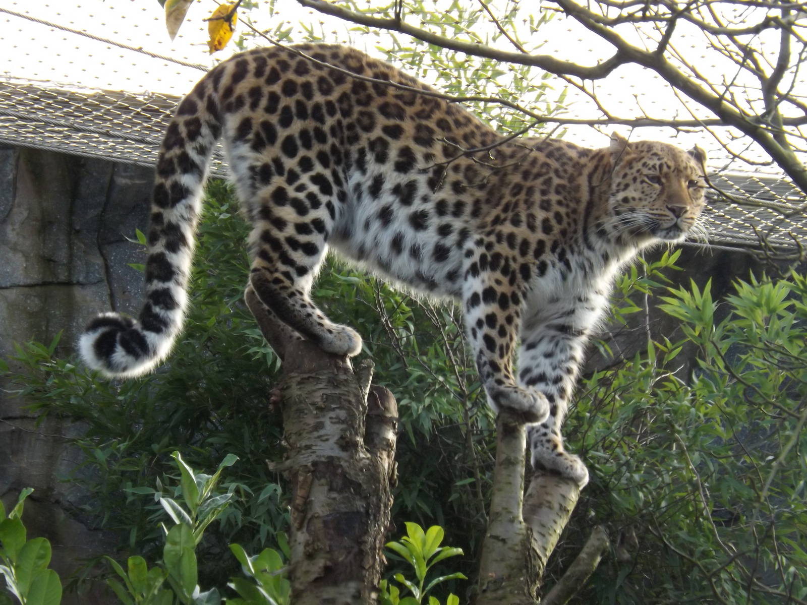 Colchester Zoo 04/01/13