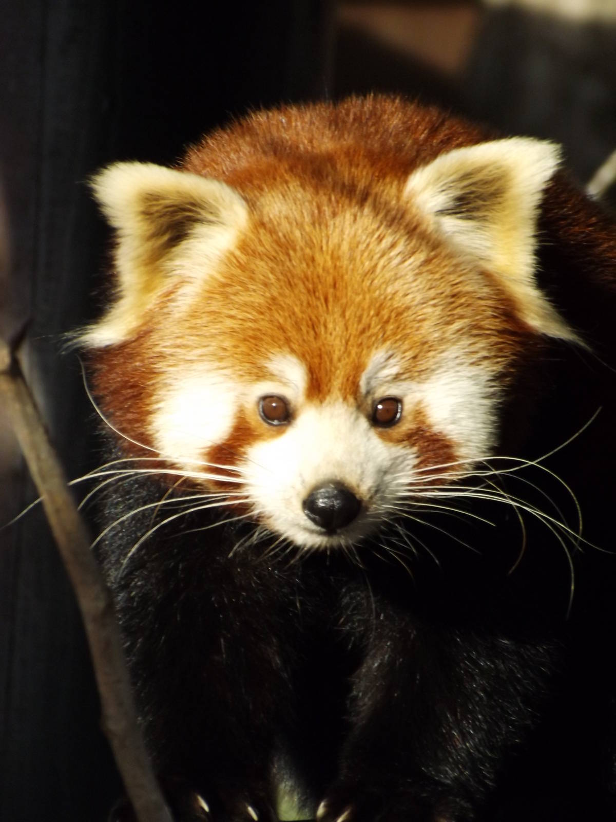 Colchester Zoo 04/01/13