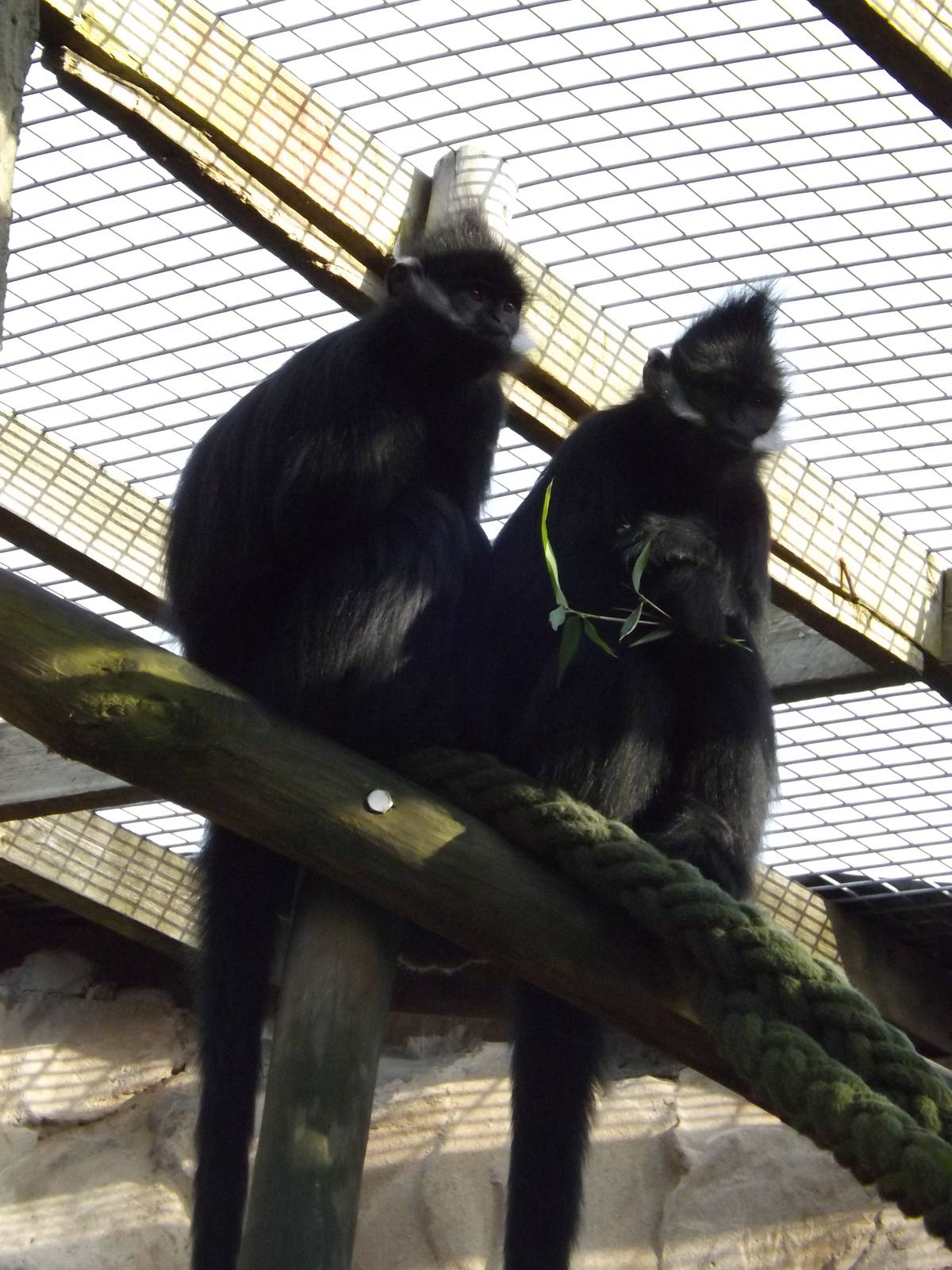 Colchester Zoo 04/01/13
