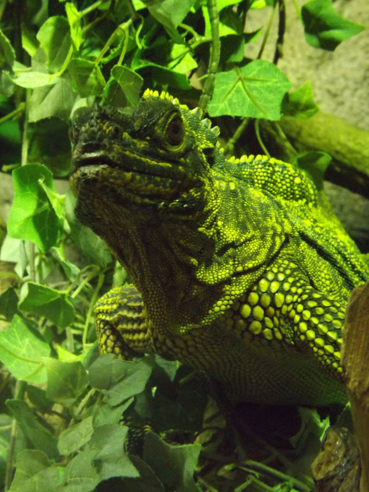 Colchester Zoo 04/01/13