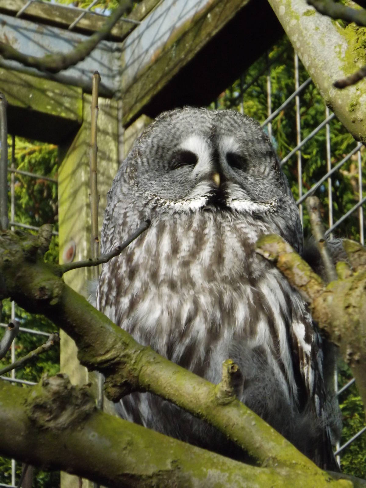 Colchester Zoo 04/01/13