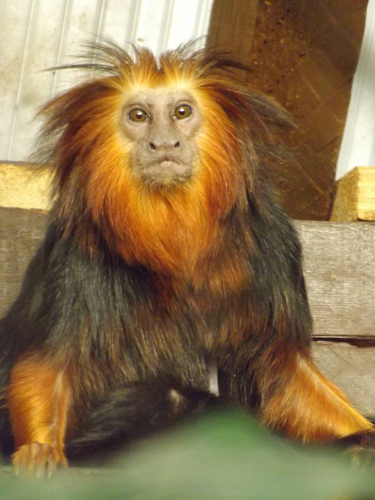 Colchester Zoo 04/01/13