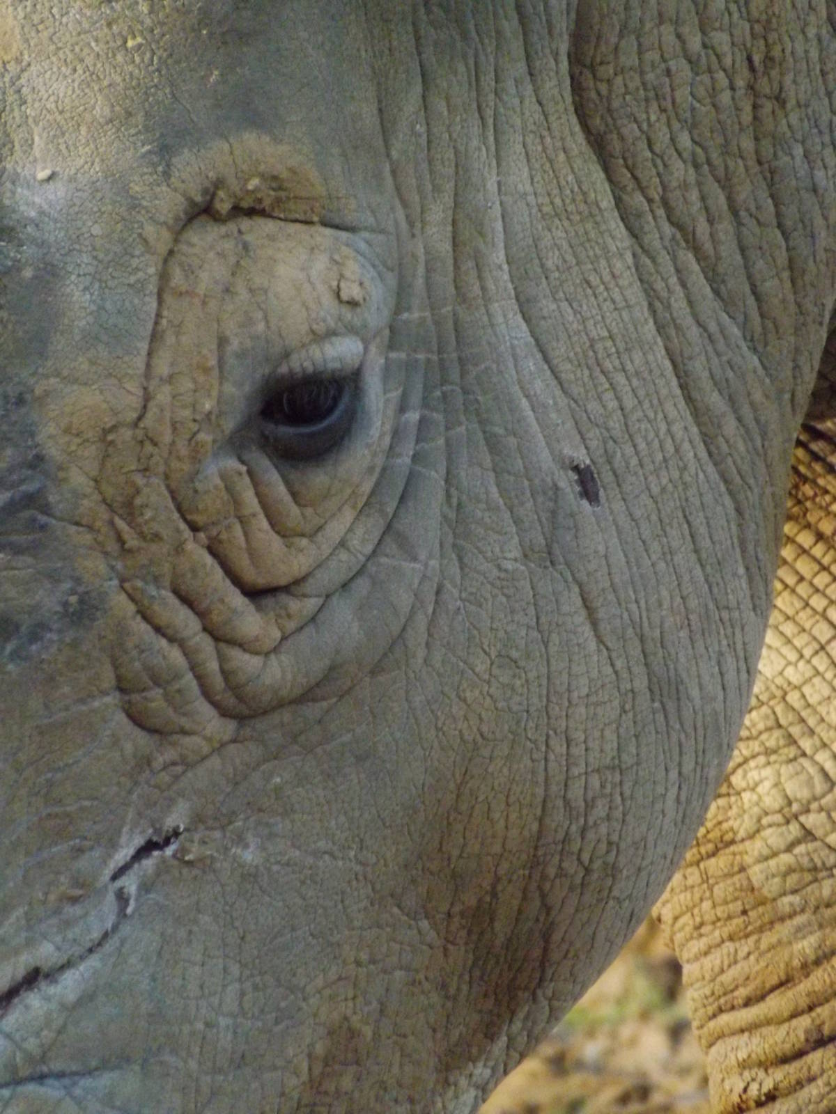 Colchester Zoo 04/01/13