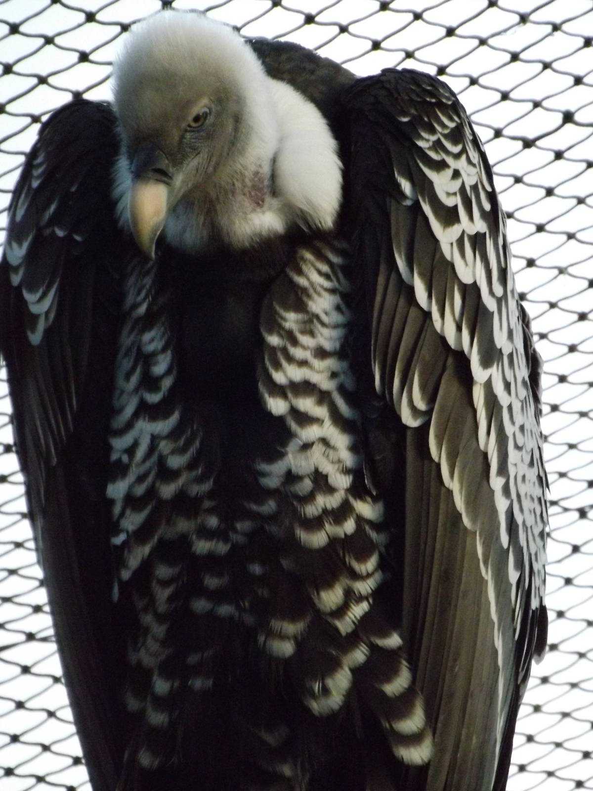 Colchester Zoo 04/01/13