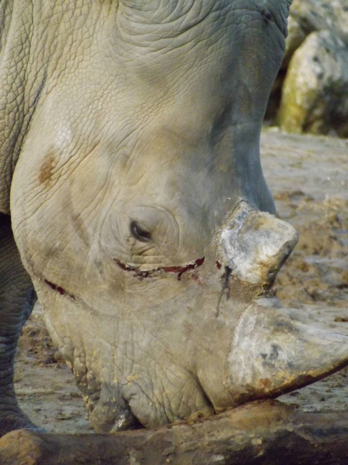 Colchester Zoo 04/01/13