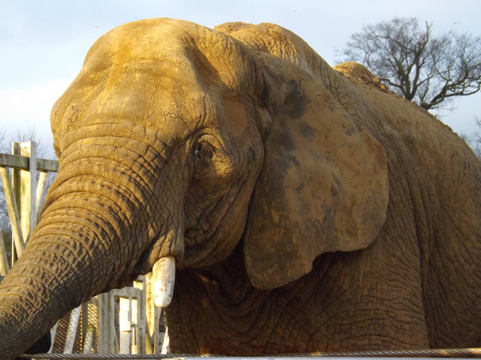Colchester Zoo 04/01/13