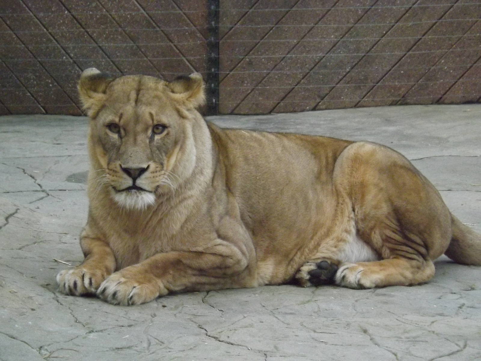 Colchester Zoo 04/01/13
