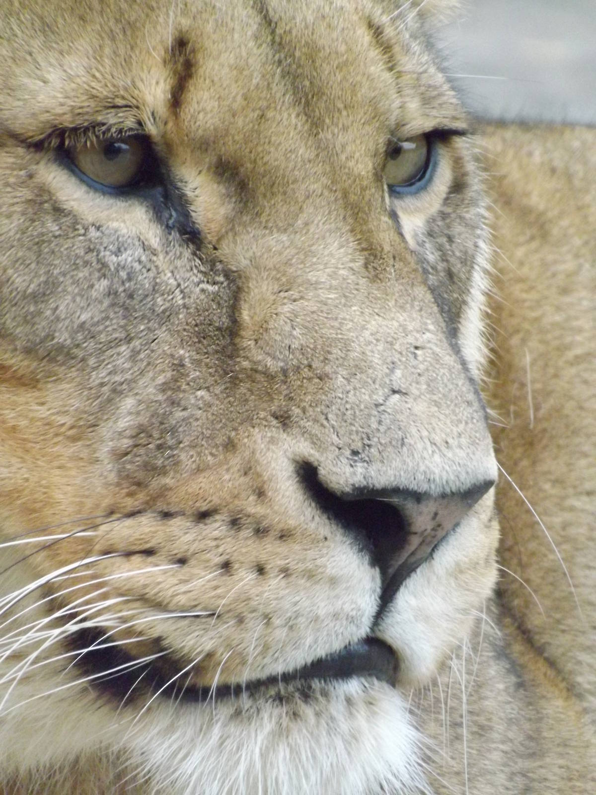 Colchester Zoo 04/01/13
