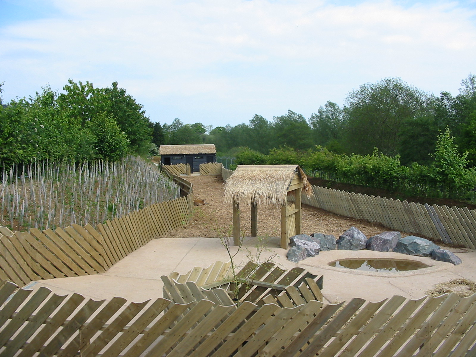 Colchester Zoo 2003 - Red River Hog exhibit