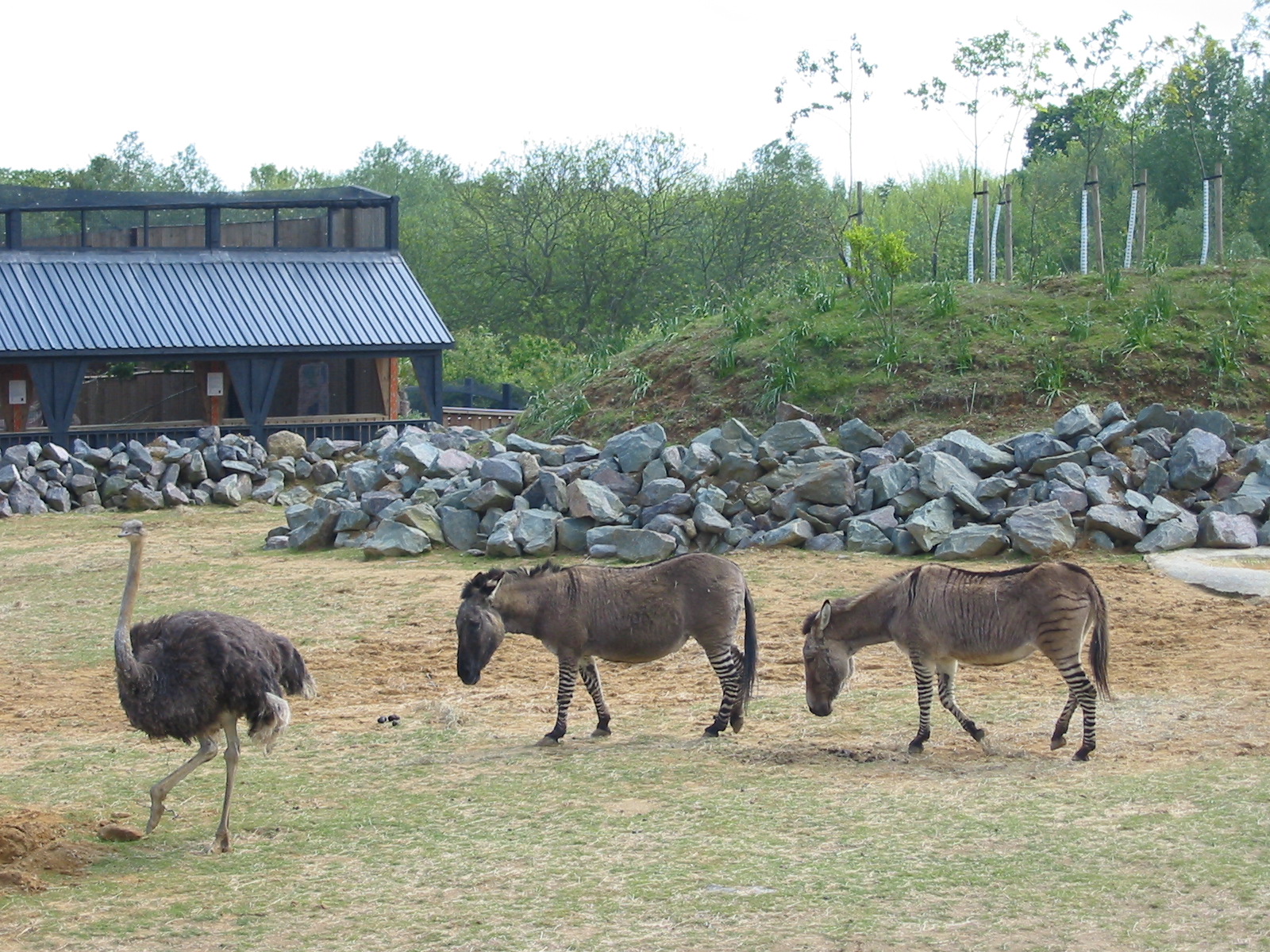 Colchester Zoo 2003 - The famous Zeedonk hybrids