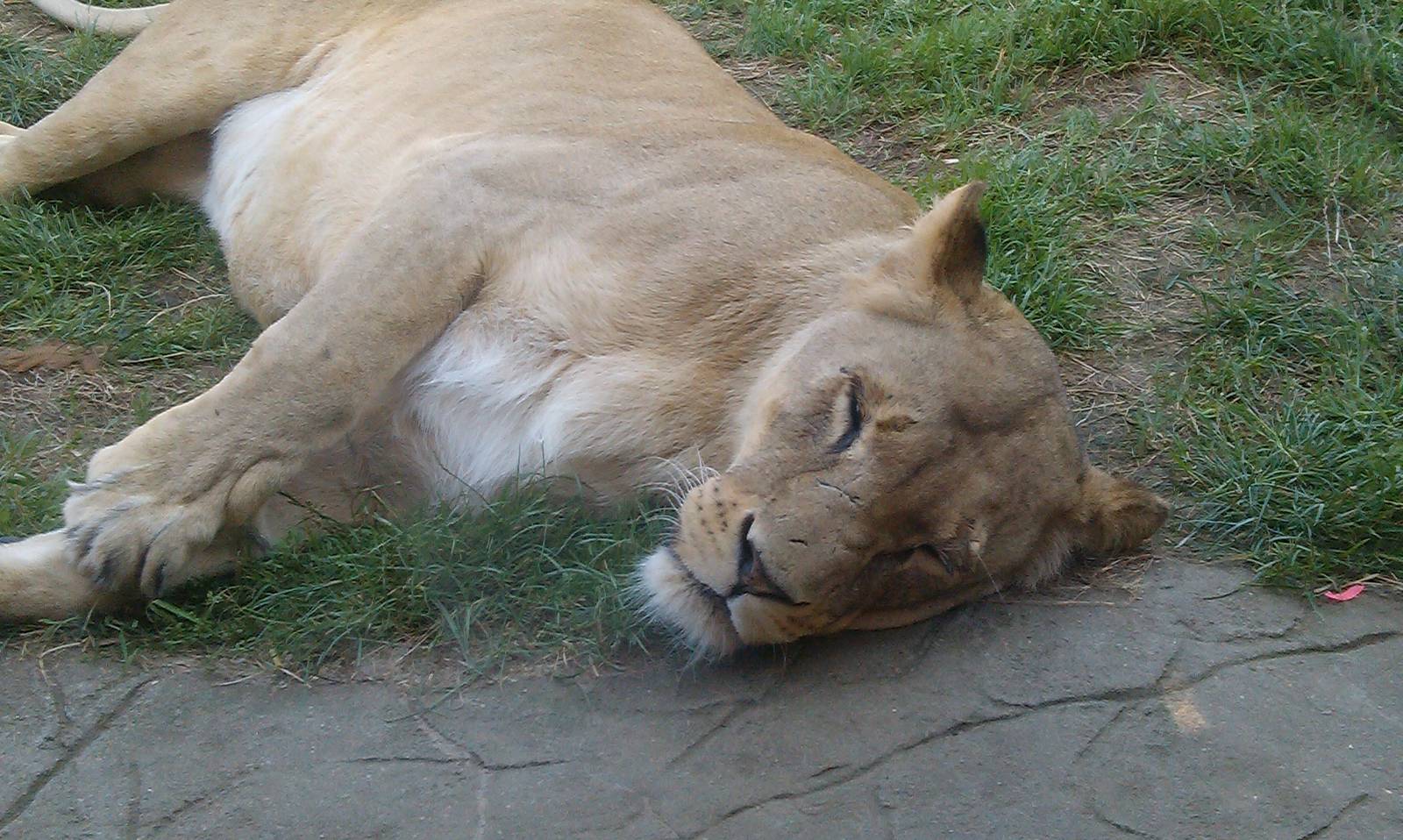 Colchester Zoo 22/07/14