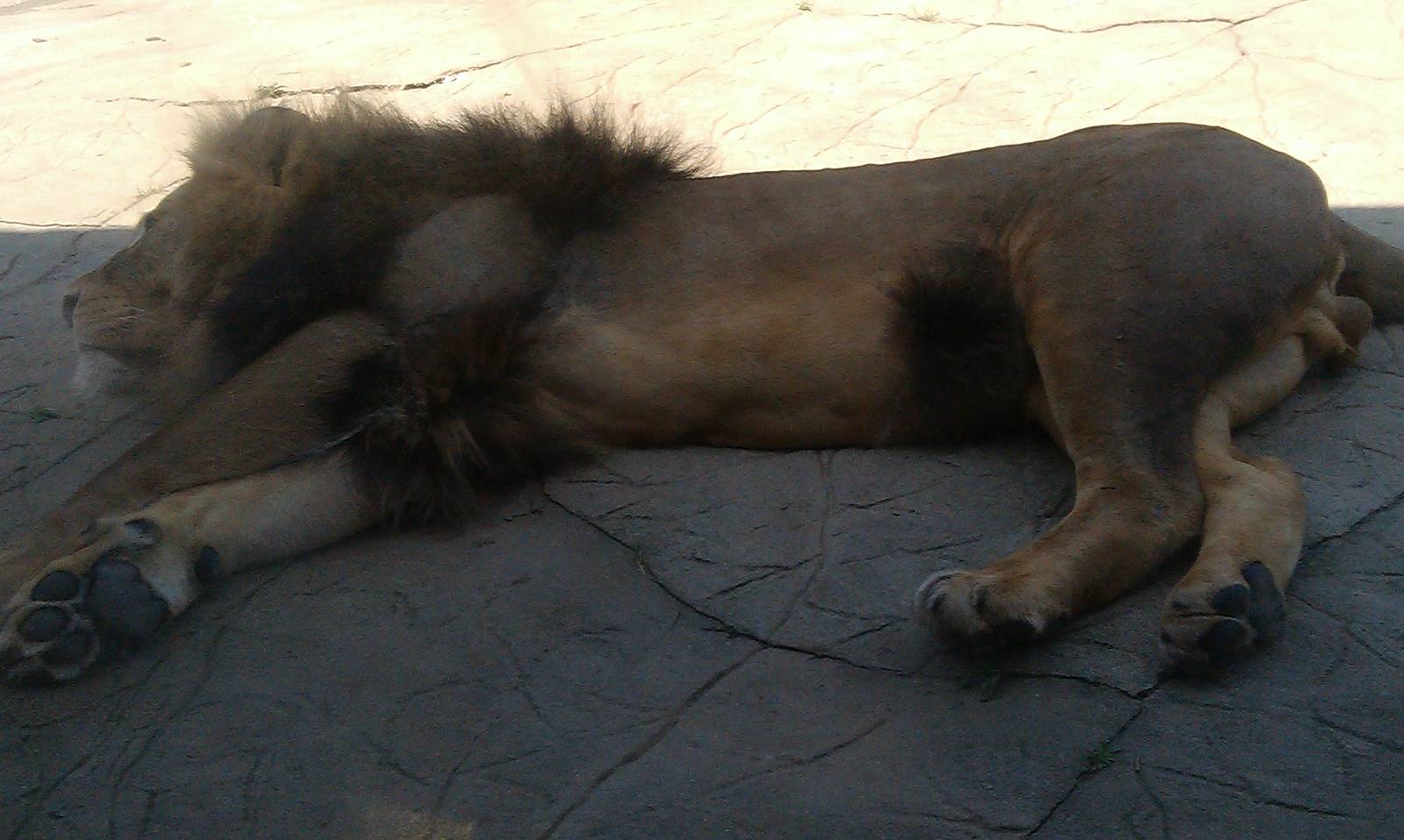 Colchester Zoo 22/07/14