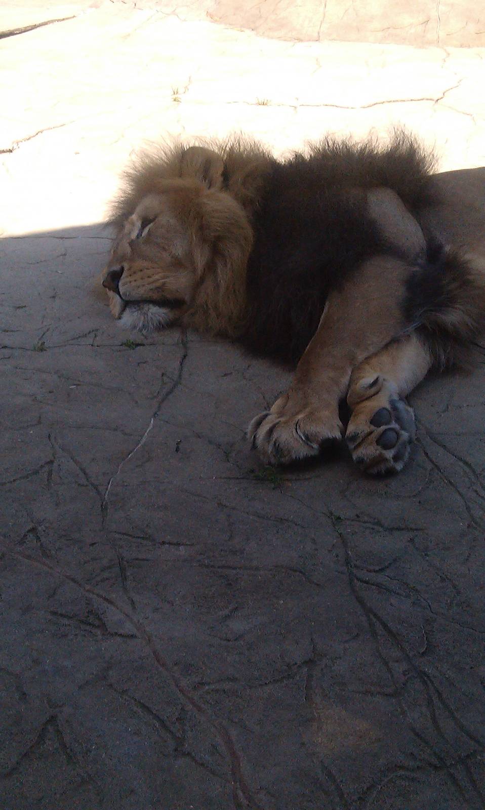 Colchester Zoo 22/07/14