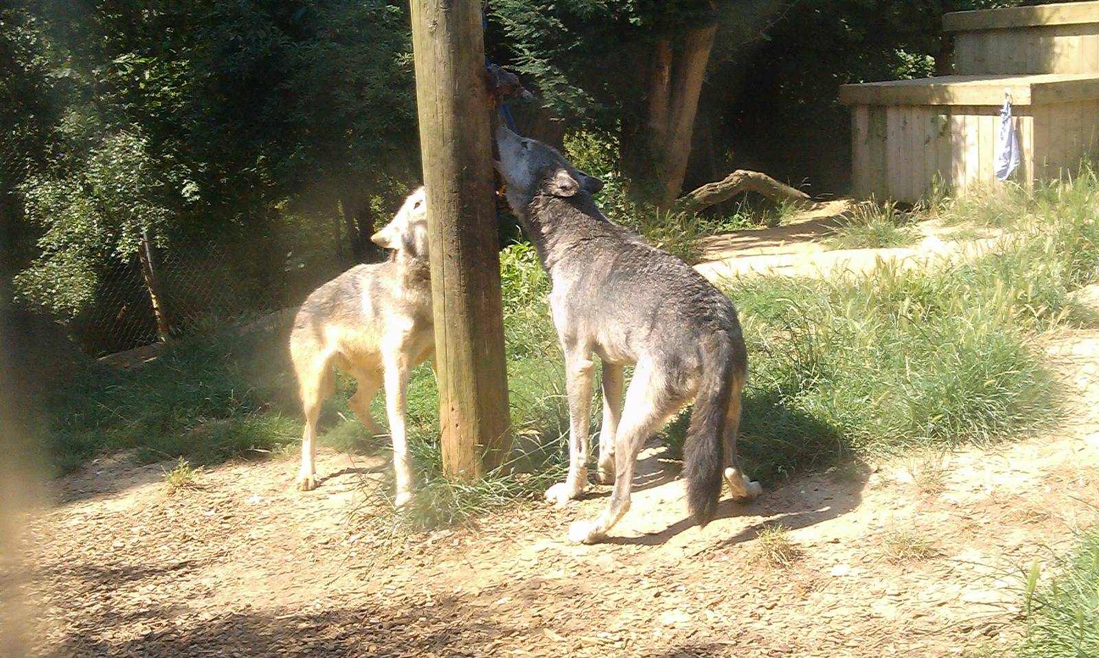Colchester Zoo 22/07/14