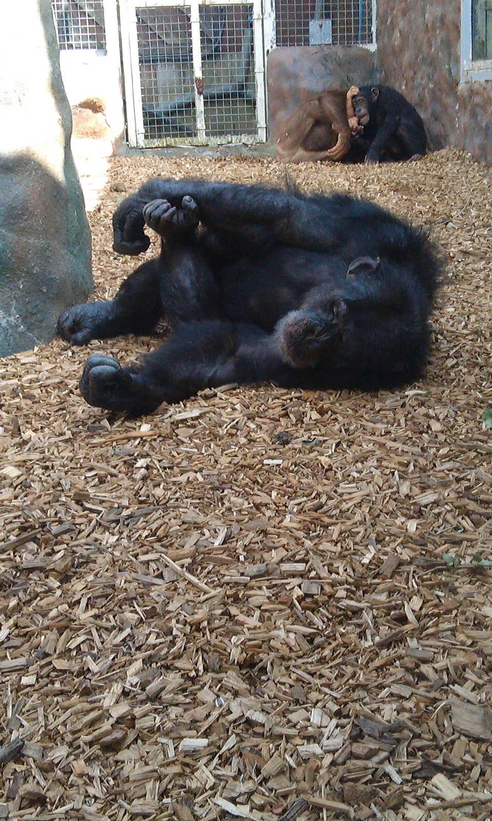 Colchester Zoo 22/07/14