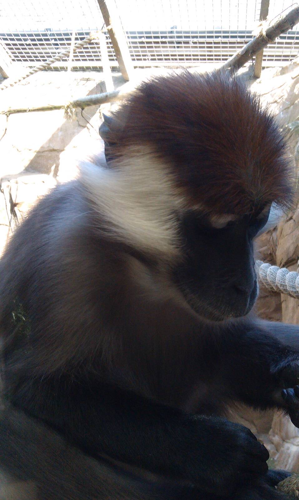 Colchester Zoo 22/07/14