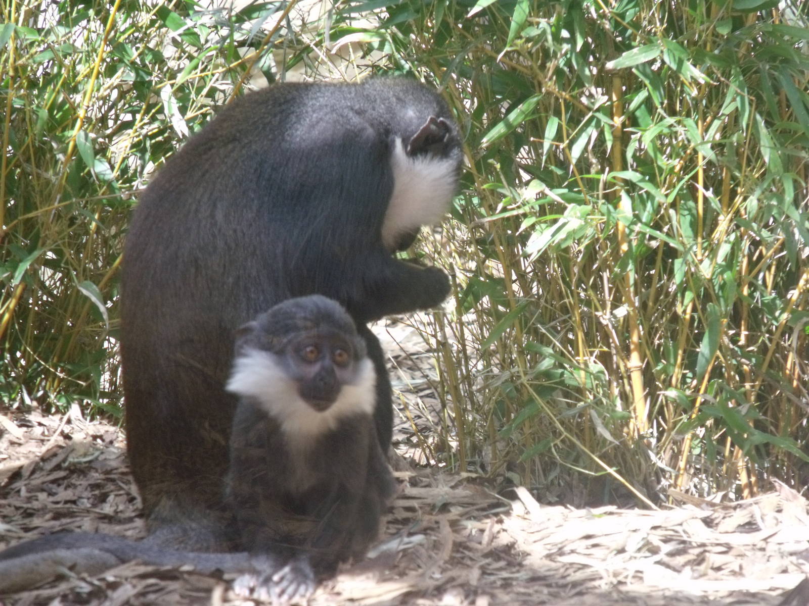 Colchester Zoo 22nd April 2010