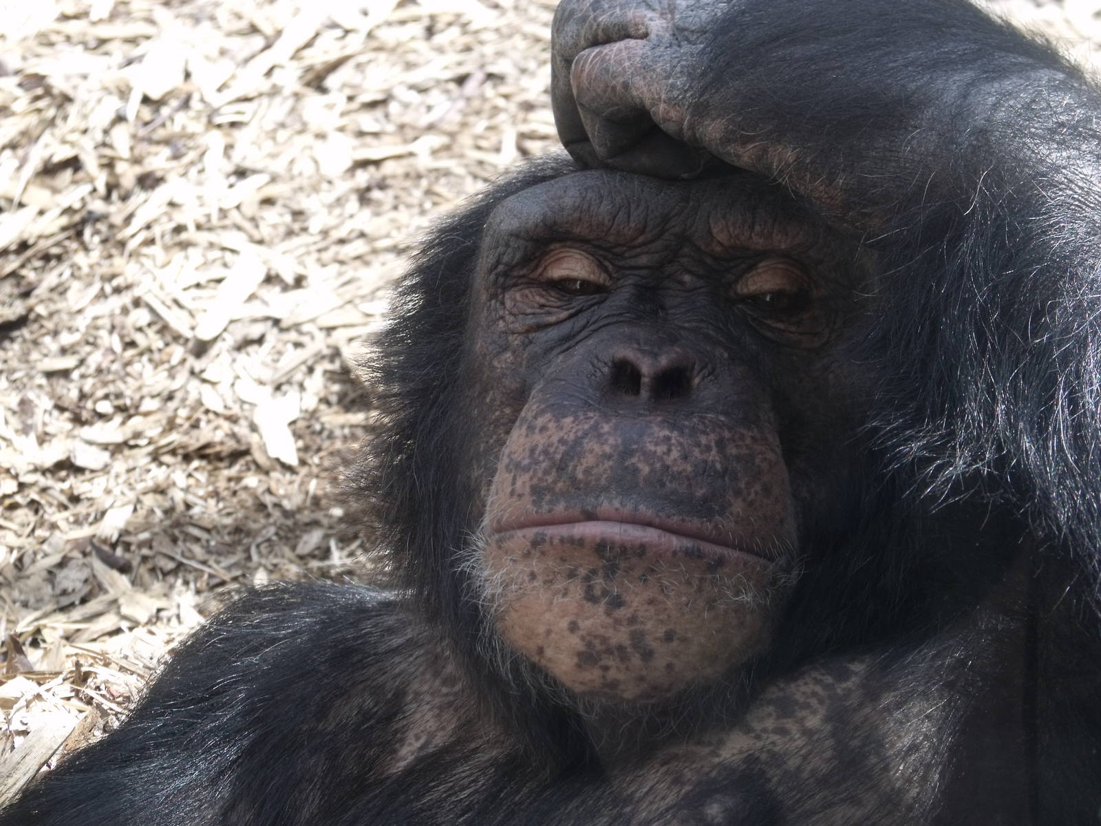 Colchester Zoo 22nd April 2010