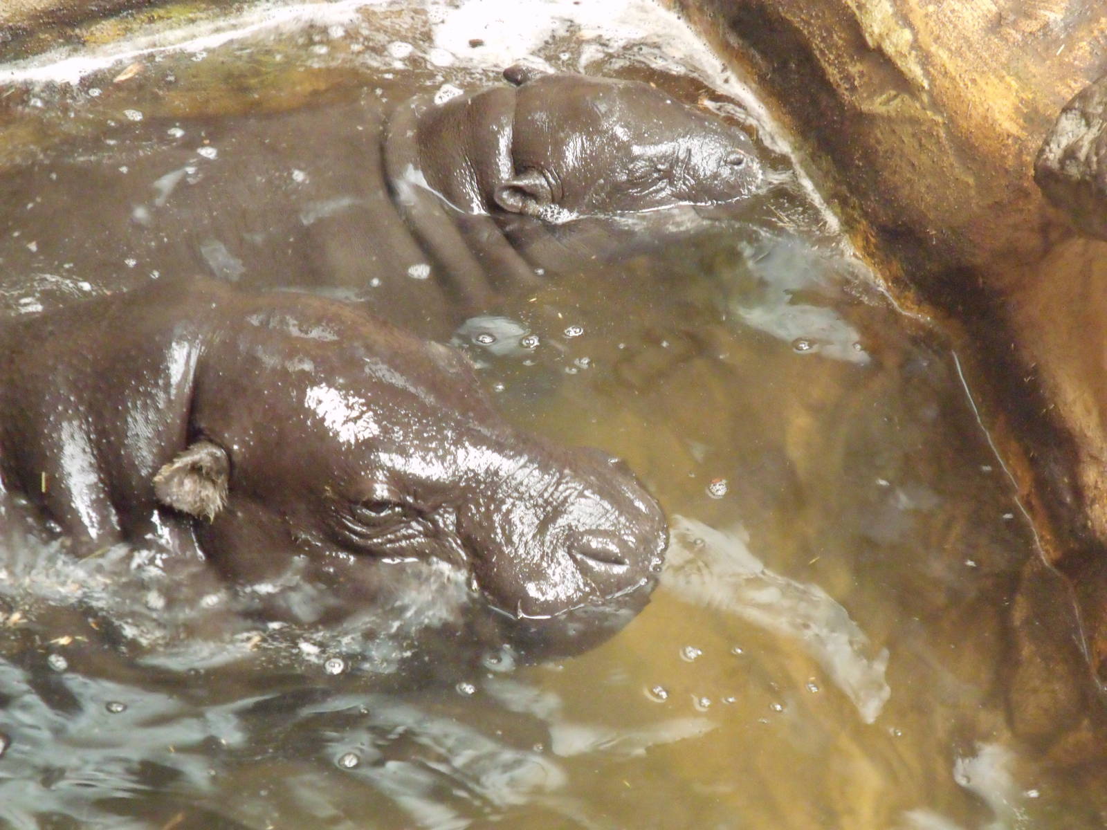 Colchester Zoo 22nd April 2010