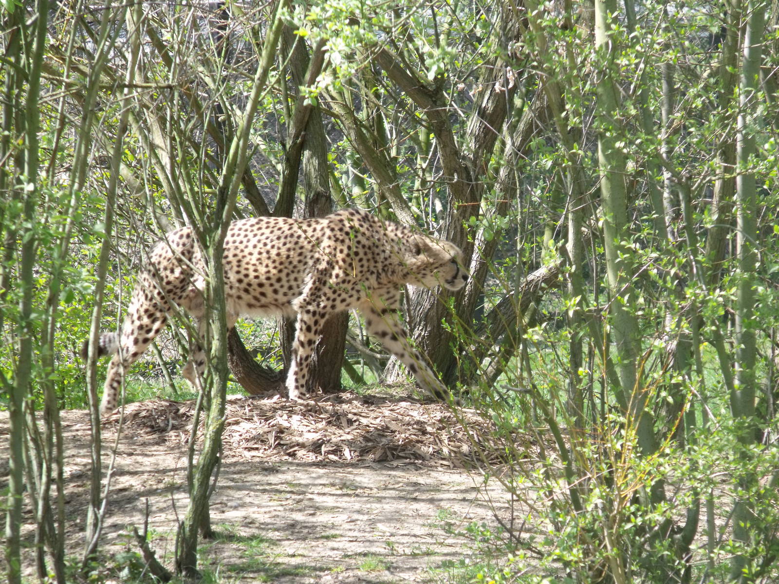 Colchester Zoo 22nd April 2010