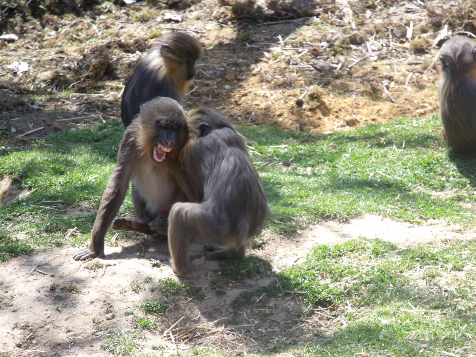 Colchester Zoo 22nd April 2010
