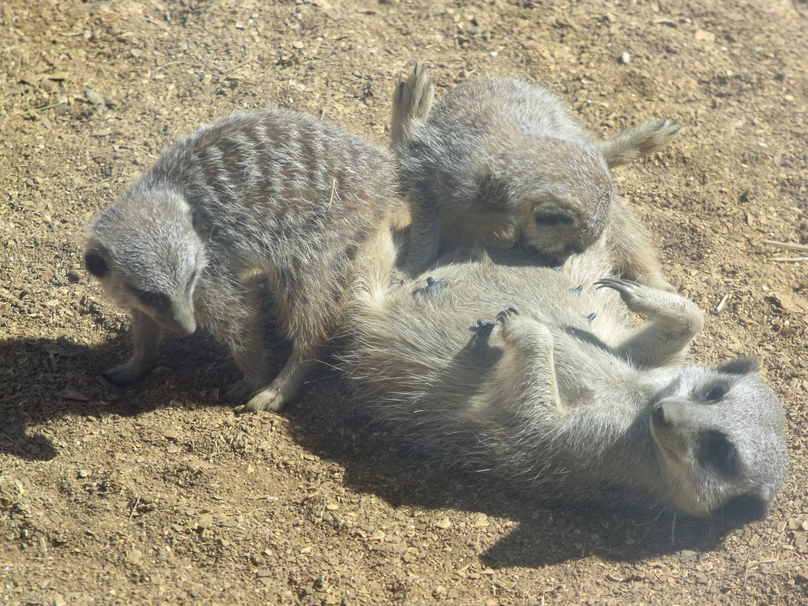 Colchester Zoo 22nd April 2010